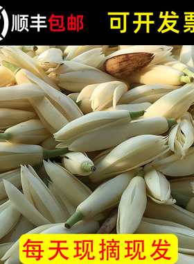 玉兰花鲜花白兰花新鲜采摘现摘的花朵花苞黄角兰黄果兰白玉兰鲜花