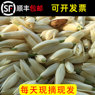 花朵花苞黄角兰黄果兰白玉兰鲜花 玉兰花鲜花白兰花新鲜采摘现摘