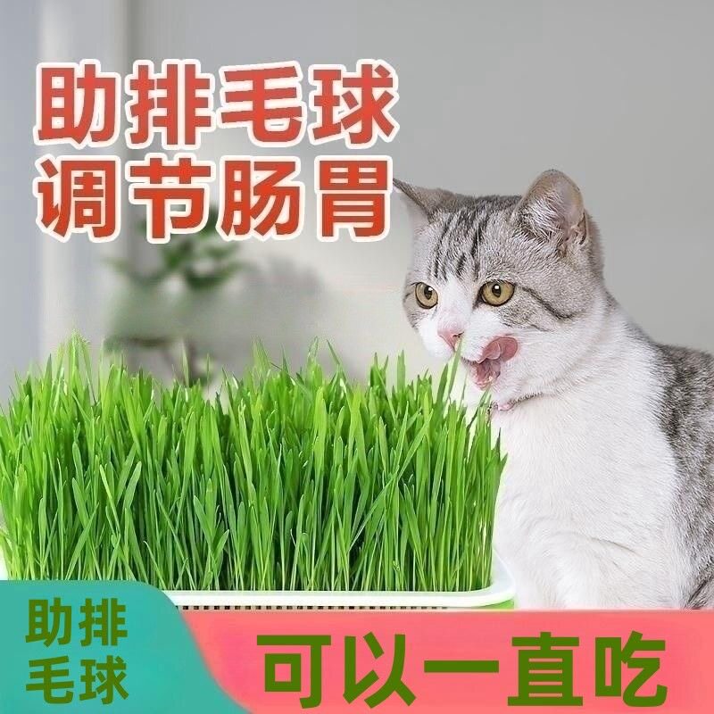 猫草自种水培小麦即食猫草猫咪排毛球无土水培天然化毛球自种零食