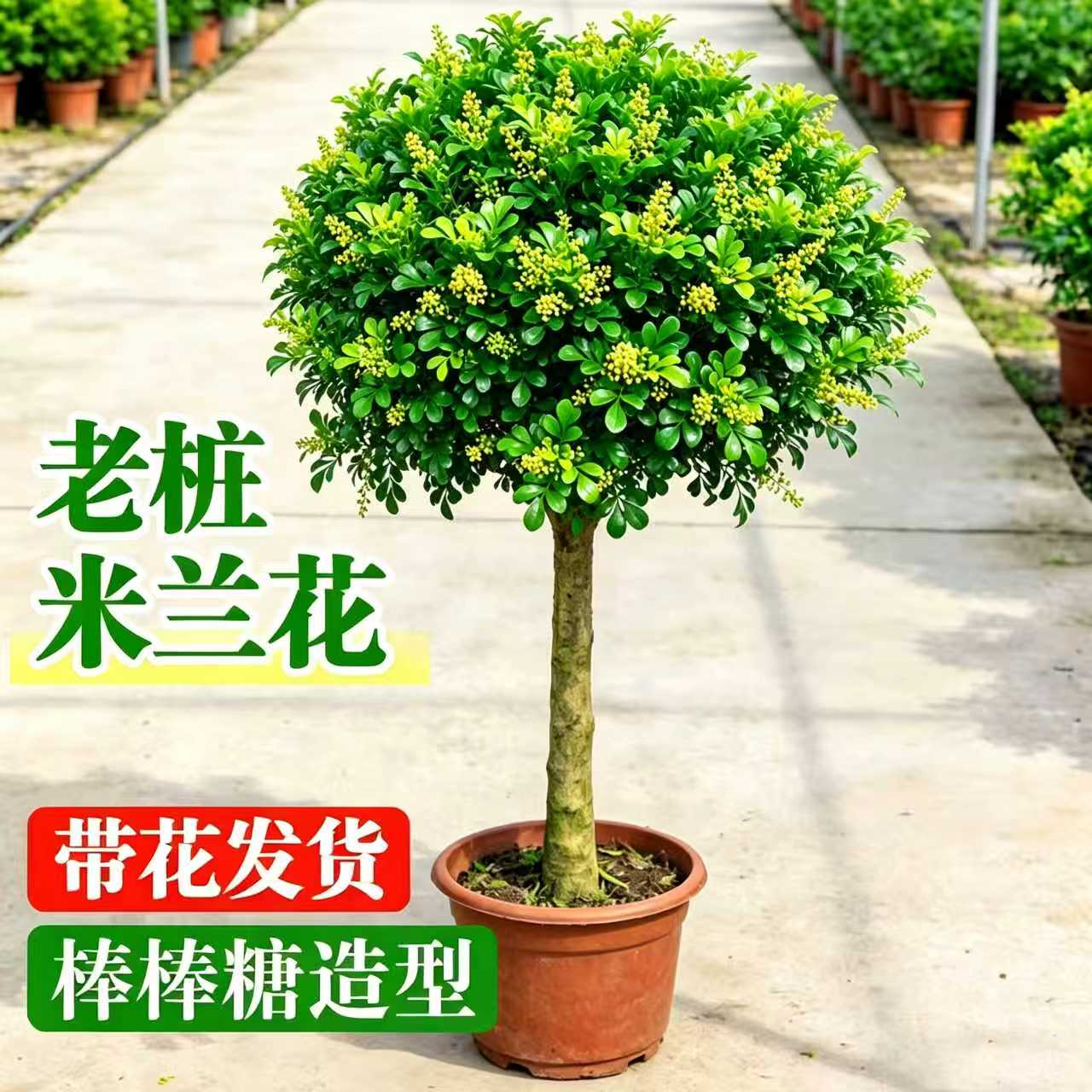 独杆米兰棒棒糖老桩盆栽好养图片
