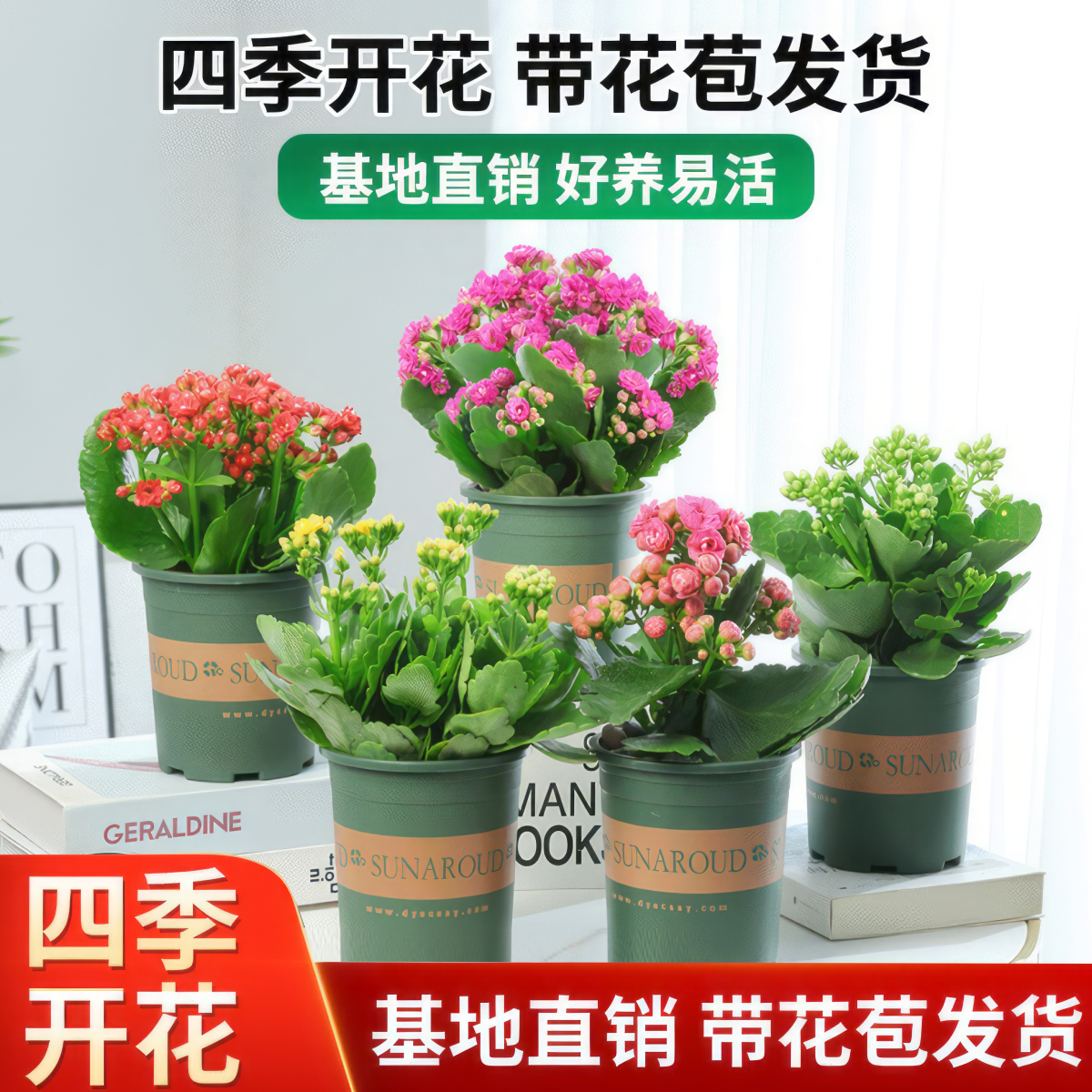长寿花盆栽重瓣大花带花苞花苗 好运花 室内绿植花卉四季开花易活