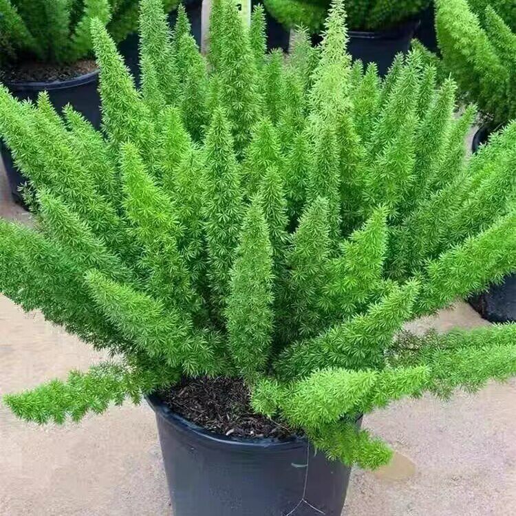 狐尾天门冬盆栽植物九尾狐庭院花园阳台绿植四季常绿高档花卉耐寒