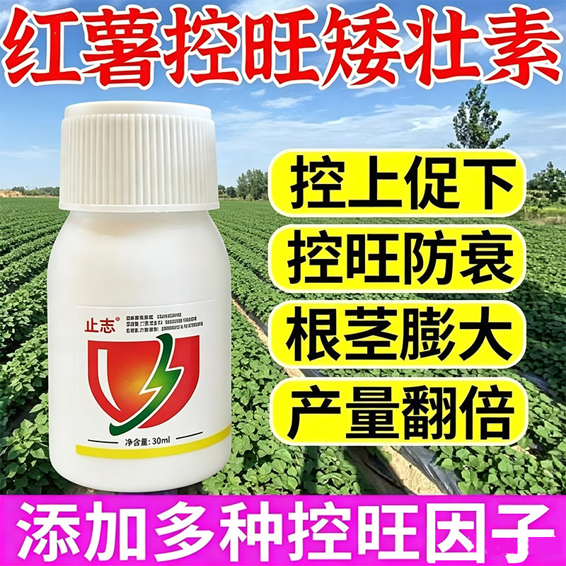 【红薯不打顶】红薯控旺药红薯矮化灵控旺只长红薯不长叶提高产量