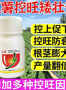 红薯控旺矮化灵只长红薯不长叶