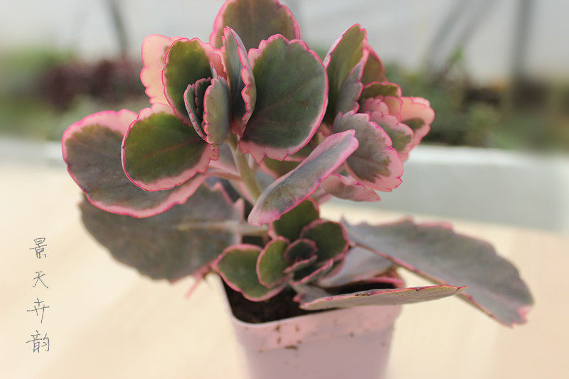 蝴蝶之舞锦  多肉植物  玉吊钟锦 变色龙 盆栽盆景 绿植创意