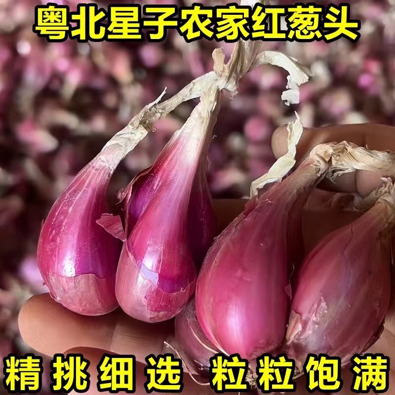 广东连州红葱头正宗新鲜农家红皮火葱香葱头食用香料易活盆栽种植