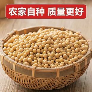 广东连州农家自种本地小黄豆非转基因有机小粒土黄豆打豆浆老品种