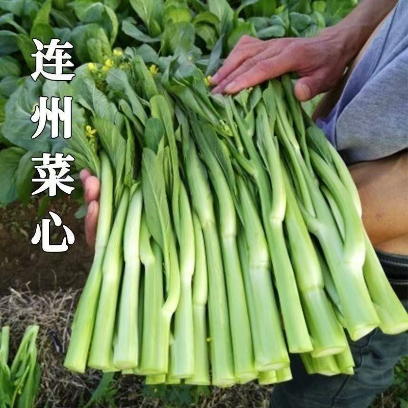 广东连州2号菜心新鲜现摘现发迟菜心农家自种当季时令蔬菜清甜爽