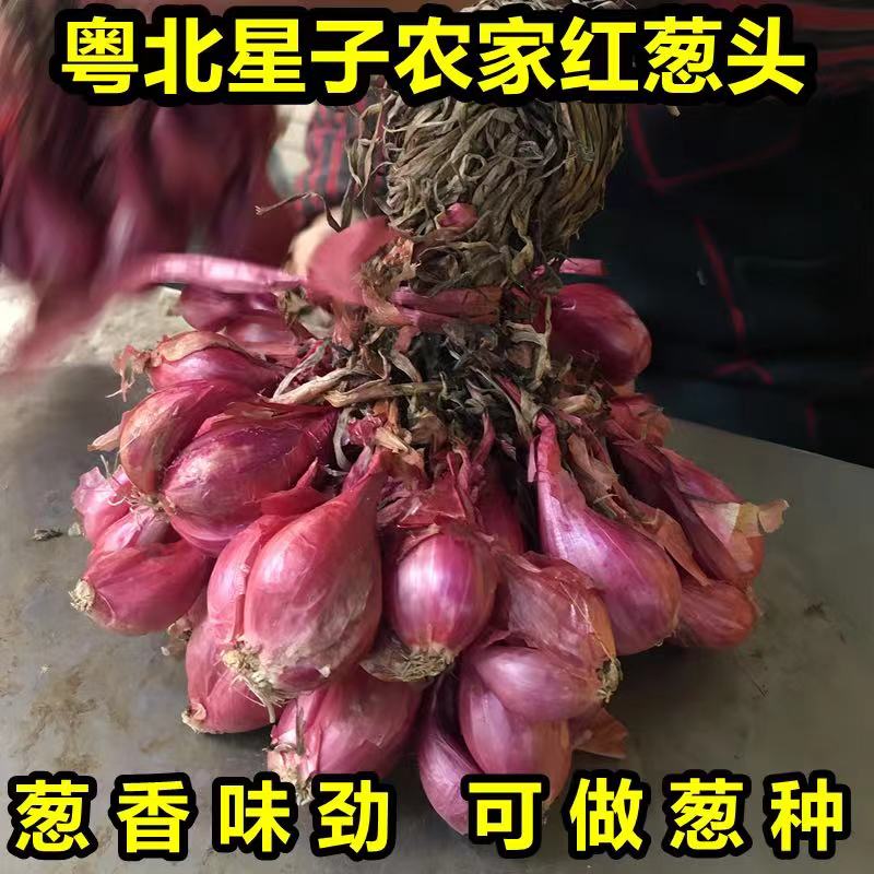 正宗广东连州新鲜农家红葱头食用香料红皮火葱香葱头易活盆栽种植