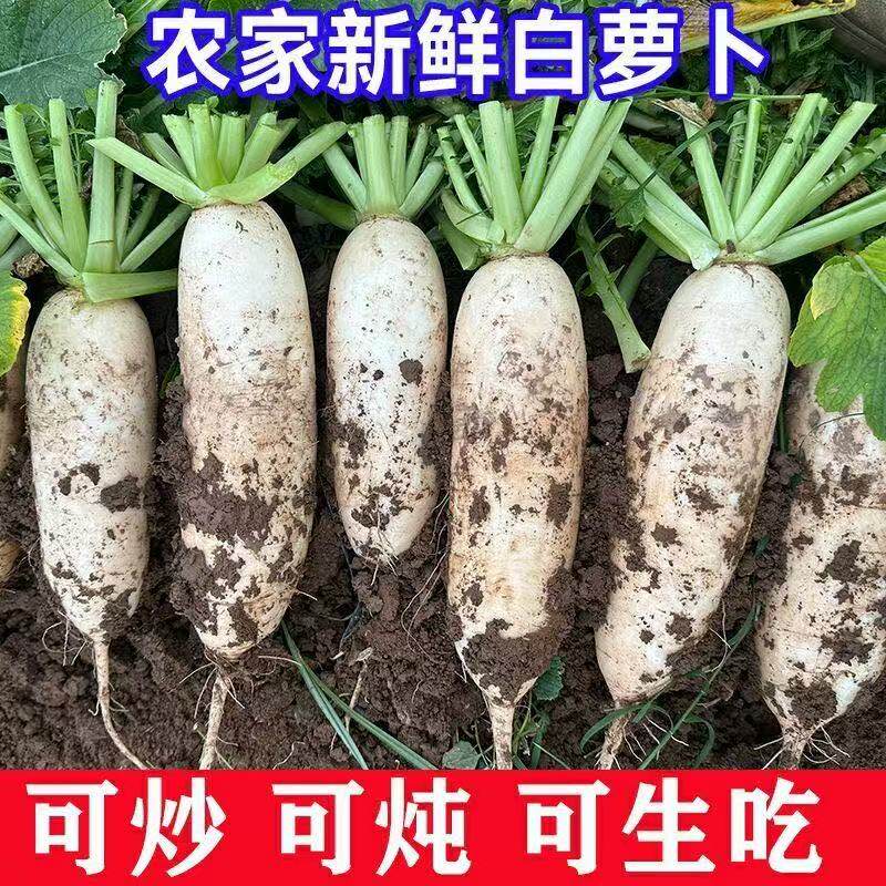 连州高山现挖现发打霜新鲜白萝卜泡菜用当季蔬菜农家脆甜生吃火锅