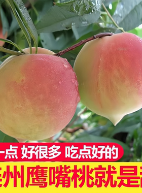 连州鹰嘴桃水蜜桃脆桃现摘新鲜水果香甜多汁毛桃蜜桃桃果时令水果