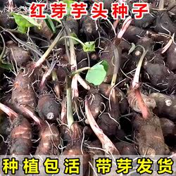 广东连州红芽芋头新鲜现挖现发红芽种籽可种植粉软糯蔬菜粗粮芋头
