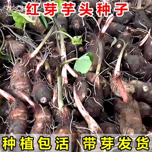 广东连州红芽芋头新鲜现挖现发红芽种籽可种植粉软糯蔬菜粗粮芋头