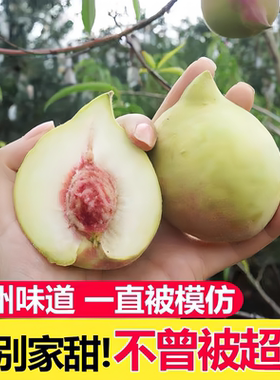 连州鹰嘴桃水蜜桃脆桃现摘新鲜水果香甜毛桃蜜桃桃果当季时令水果