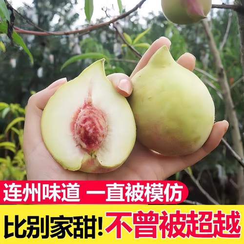 连州鹰嘴桃水蜜桃脆桃现摘新鲜水果香甜毛桃蜜桃桃果当季时令水果