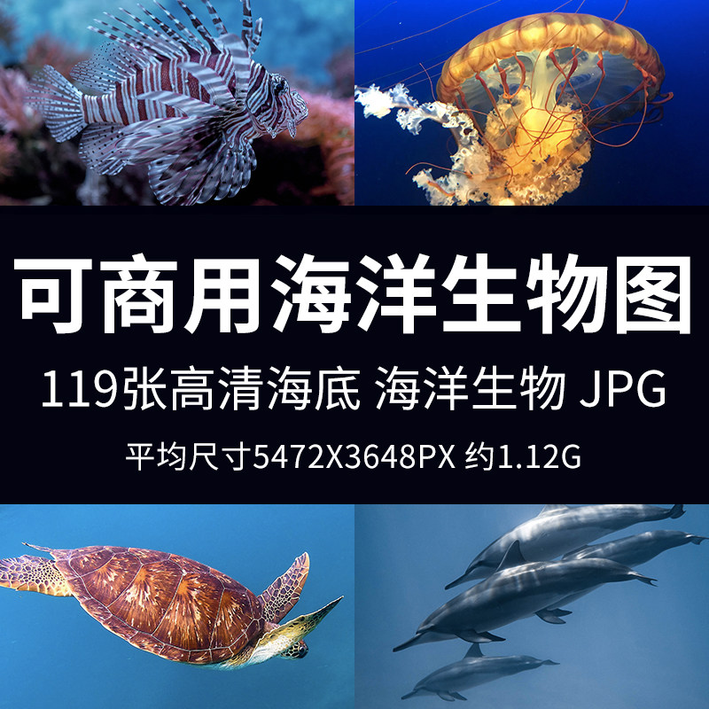 可商用海洋生物图高清海底世界水下动物无版权设计背景素材图jpg