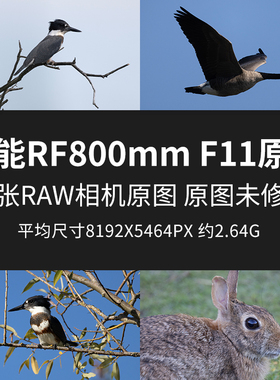 佳能RF800mm F11原片原图RAW+JPG相机图直出图未修图摄影素材图片