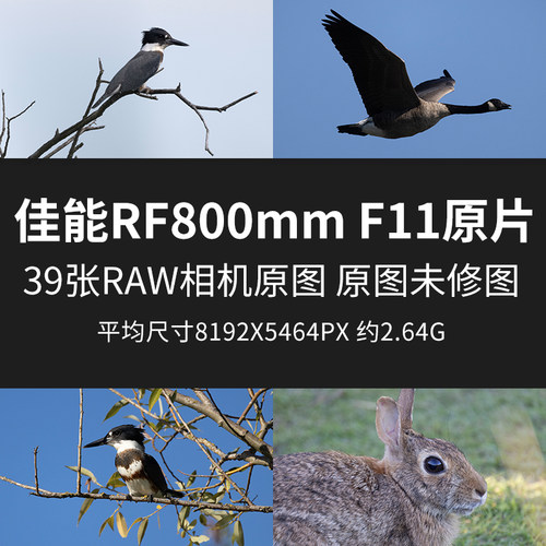 佳能RF800mm F11原片原图RAW+JPG相机图直出图未修图摄影素材图片