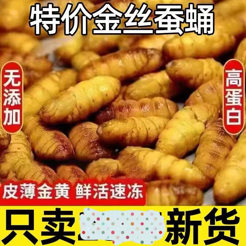 无盐鲜活速冻山东特产美味黄蛹