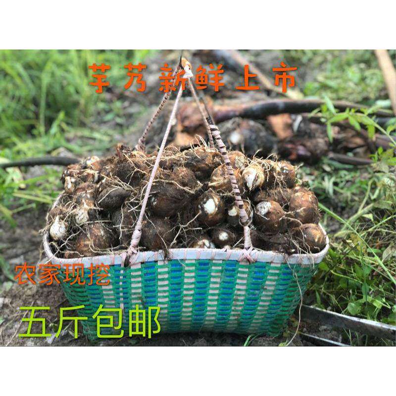 现挖农家新鲜芋艿芋头毛芋芋子