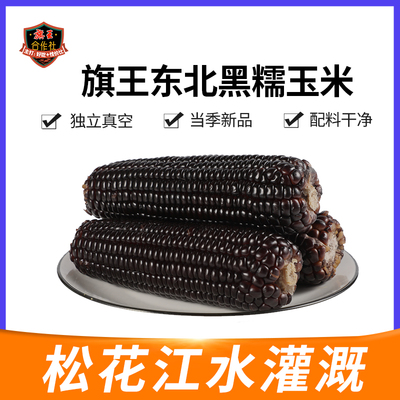 旗王合作社东北黑糯玉米真空包装新鲜采摘甜粘苞米低脂早餐第一名