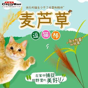 现货 cattyman国产猫玩具麦芦草仿真长款短款超长逗猫棒麦穗芦苇
