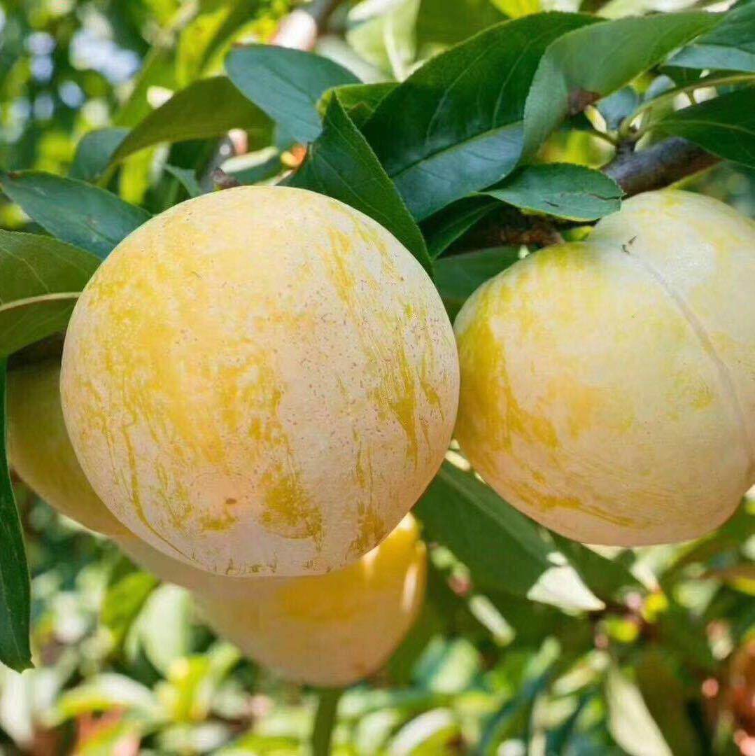 湖南汝城文明新鲜水果黄金奈李十斤包邮