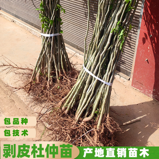 纯正中药材杜仲树苗粗皮丝棉树苗厚皮药材树苗木推荐现挖保湿发货