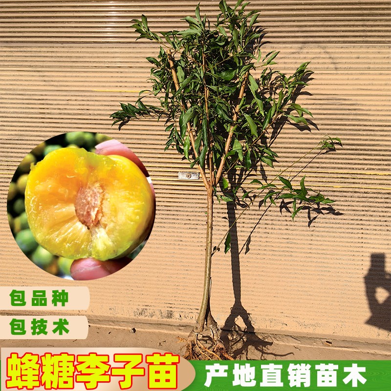 纯正蜂糖李子嫁接苗产地直发蜂蜜李结果树苗现挖保湿发货冰糖李苗