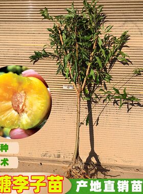 蜂糖李子树苗冰糖李嫁接苗