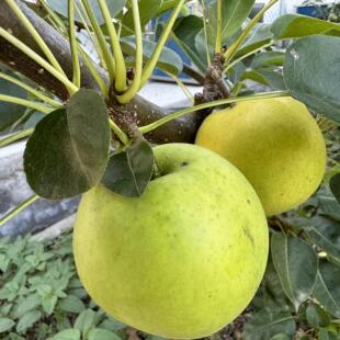 早熟翠冠梨嫁接苗南北方种植翠冠梨苗六月雪梨当年结果嫁接梨树苗