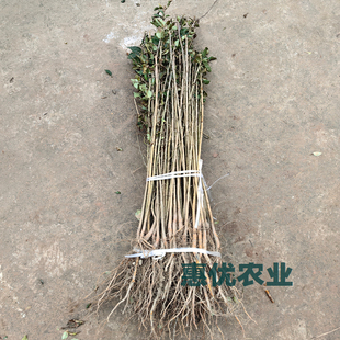 现挖苹果砧木苗山丁子树苗可嫁接苹果树苗山丁子苗海棠树苗海棠苗