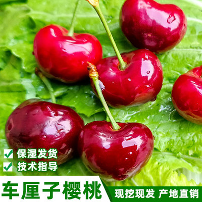 大樱桃车厘子树苗嫁接苗保湿发货
