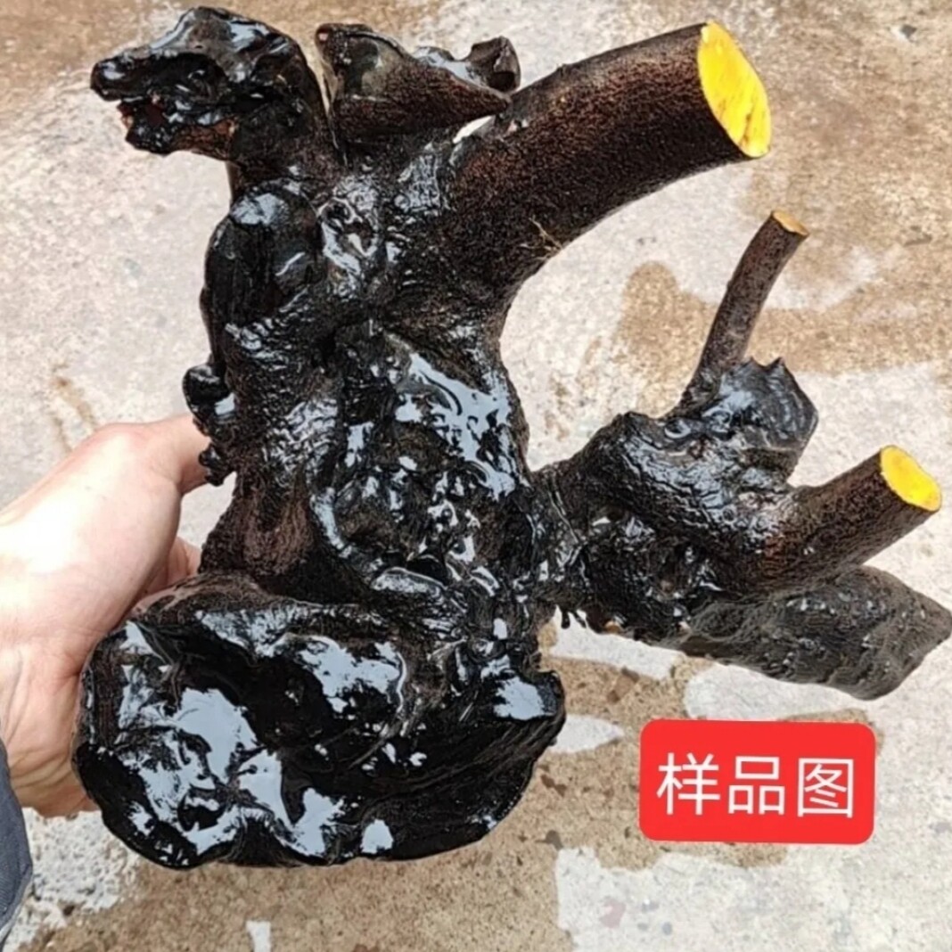 四季挂果灌木金弹子年老熟桩葫芦果公母组合阳台小盆景养花