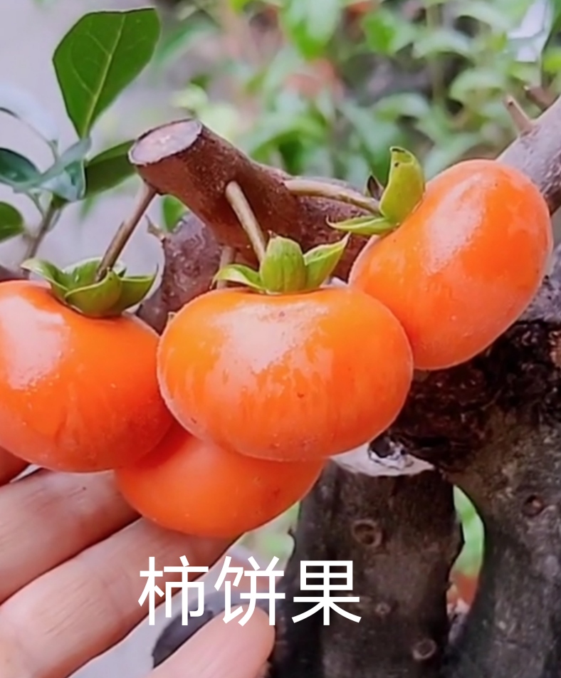 四季挂果灌木金弹子盆景3年老熟桩血红果葫芦果公母组合阳台小品