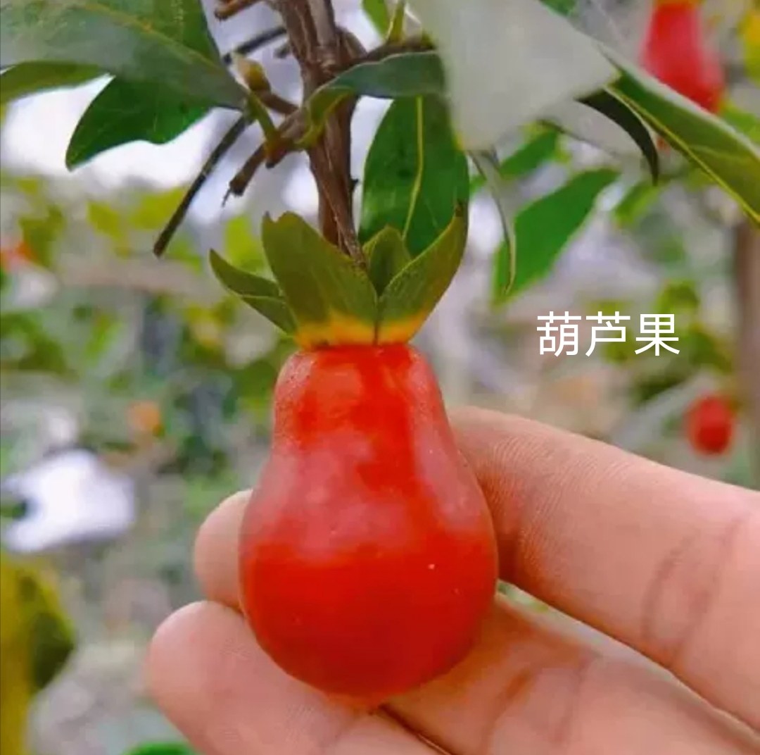 金弹子阳台盆栽多肉组合盆栽老桩血红果葫芦果