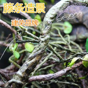 建荣树栖攀爬仿真藤条树叶装饰植物树藤蜥蜴守宫变色龙树蛙蛇