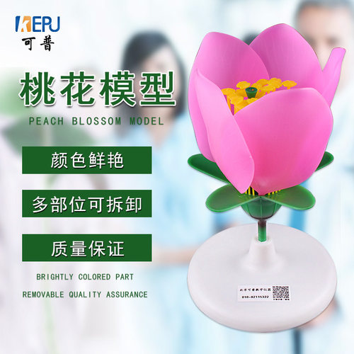 花的构造素材模板 花的构造图片下载 小麦优选