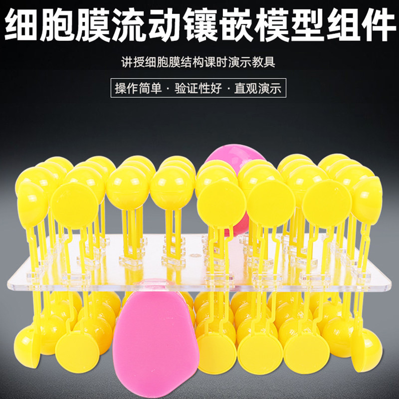 可普细胞膜流动镶嵌模型组件