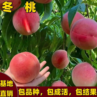 巨型冬桃树苗南北方庭院种植嫁接桃树苗果树大果晚熟耐寒当年结果
