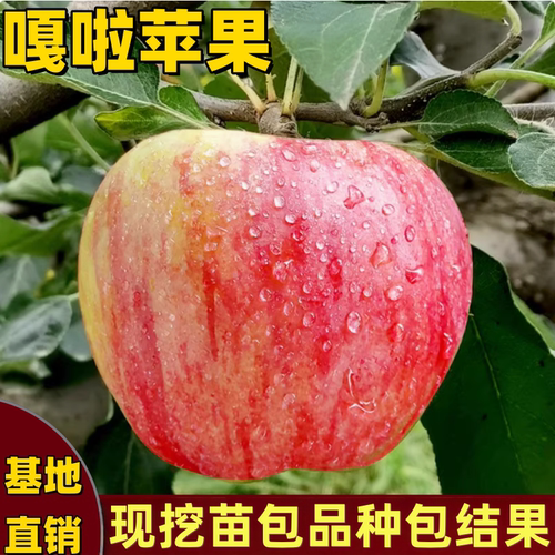 嘎啦苹果树苗南北方庭院地栽盆栽耐寒矮化特大果嫁接树苗当年结果