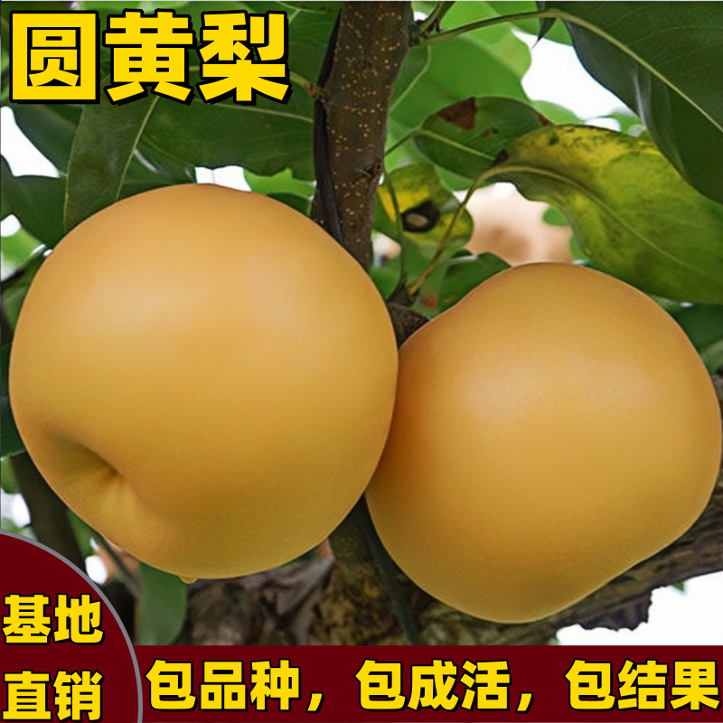 圆黄梨树苗南北方种植嫁接黄皮黄心梨苗耐寒果园地栽多汁当年结果