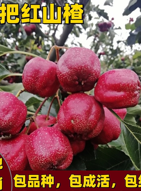 歪把红山楂树苗南北方庭院盆栽特大果嫁接矮化果树苗地栽当年结果