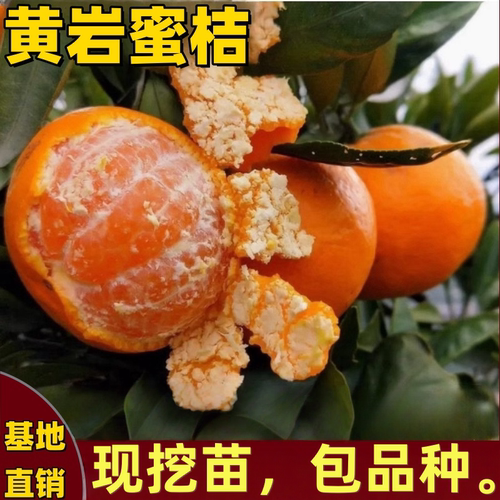 黄岩蜜桔树苗南北方嫁接矮化果树