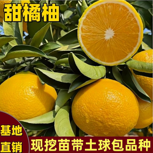 甜桔柚树苗特大果树果苗南方北方嫁接苹果柚子树苗带土球当年结果