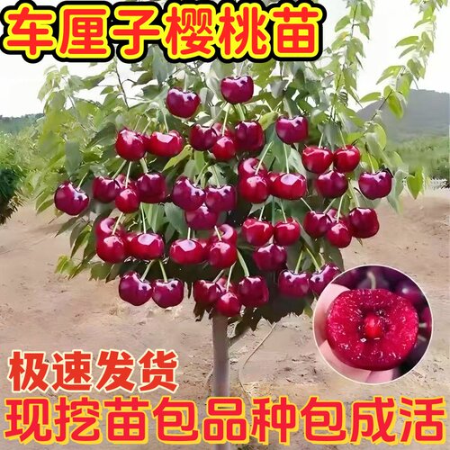 车厘子树苗南方北方庭院嫁接矮化