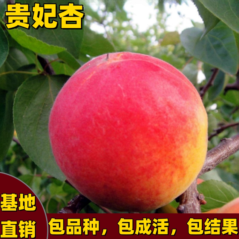 贵妃杏苗南北方种植嫁接杏子红杏耐寒特大号杏树果苗耐寒当年结果