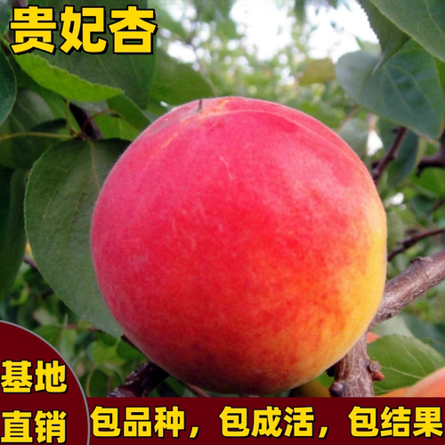 贵妃杏苗南北方种植嫁接杏子红杏