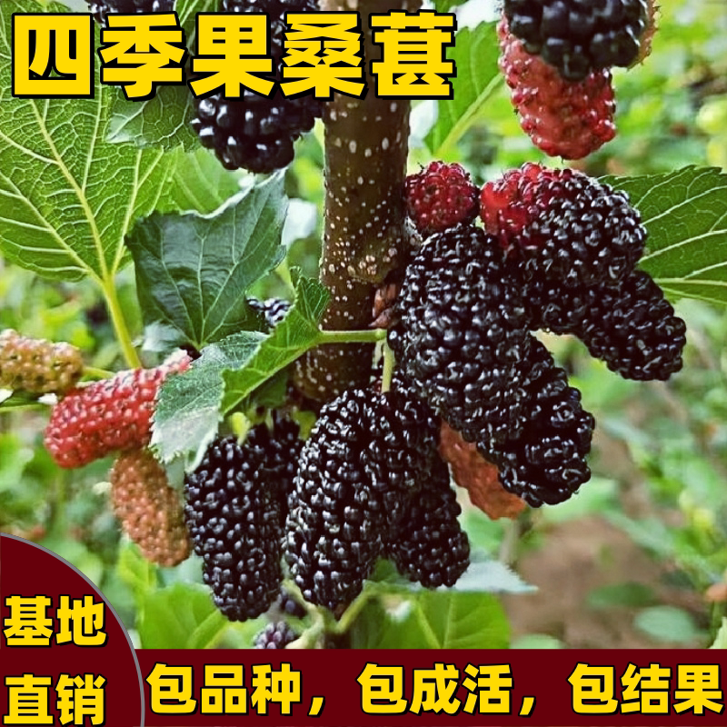 四季果桑葚树苗南北方庭院盆栽地栽嫁接桑葚果树果苗大果当年结果