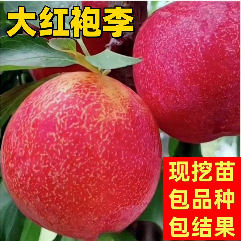 大红袍李子树苗南北方庭院地栽盆栽晚熟特大果树嫁接脱骨当年结果